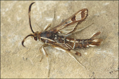 Pyropteron cirgisa (Bartel, 1912) - ���������������������