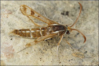 Pyropteron cirgisa (Bartel, 1912) - ���������������������