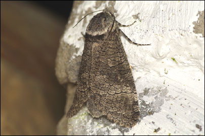 Acossus terebra (Denis & Schiffermuller, 1775) - ���������� ��������