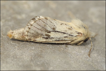 Dyspessa salicicola (Eversmann, 1848) - ������ ������