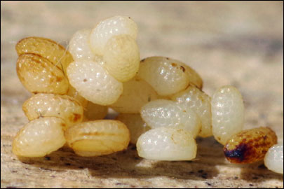 Dyspessa salicicola (Eversmann, 1848) - ������ ������