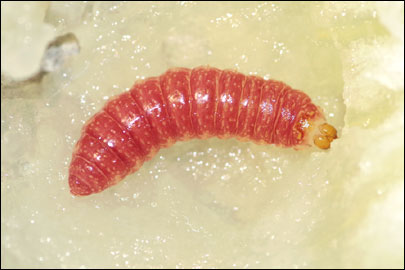 Dyspessa salicicola (Eversmann, 1848) - ������ ������