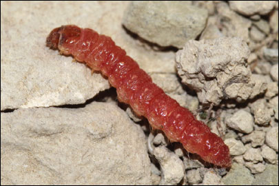 Dyspessa salicicola (Eversmann, 1848) - ������ ������