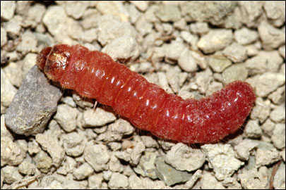 Dyspessa salicicola (Eversmann, 1848) - ������ ������