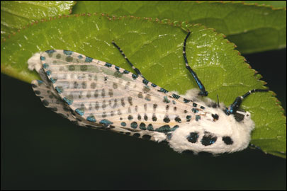 Zeuzera pyrina (Linnaeus, 1761) -  