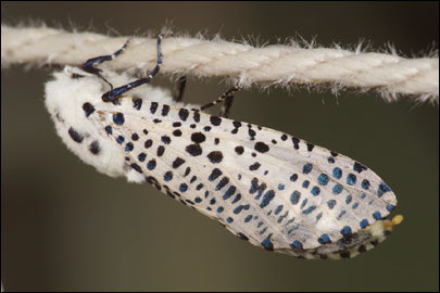 Zeuzera pyrina (Linnaeus, 1761) - ���������� ���������