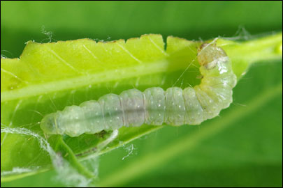 Acleris hastiana (Linnaeus, 1758) - ���������� ����������