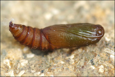Acleris hastiana (Linnaeus, 1758) - ���������� ����������