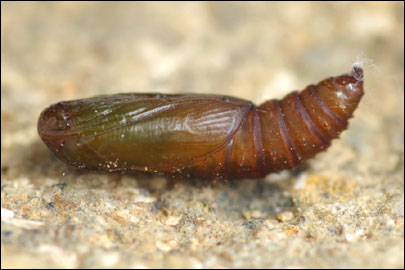 Acleris hastiana (Linnaeus, 1758) - ���������� ����������