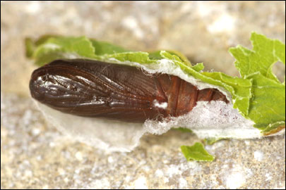 Acleris hastiana (Linnaeus, 1758) - ���������� ����������