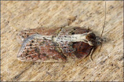 Acleris hastiana (Linnaeus, 1758) - ���������� ����������