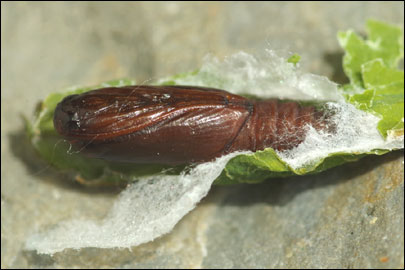 Acleris hastiana (Linnaeus, 1758) - ���������� ����������