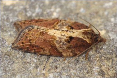 Acleris hastiana (Linnaeus, 1758) - ���������� ����������