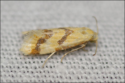 Aethes beatricella (Walsingham, 1898) -  