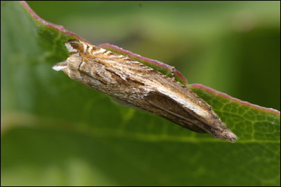 Ancylis apicella ([Denis and Schiffermuller], 1775) -  ---