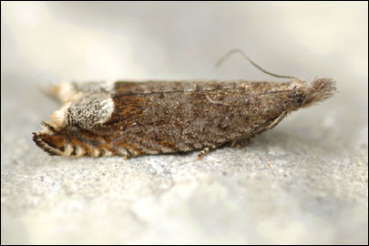 Ancylis tineana (Hubner, [1799]) - ���������� ����������