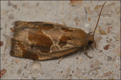 Archips crataegana (Hubner, [1799]) - ���������� �������������