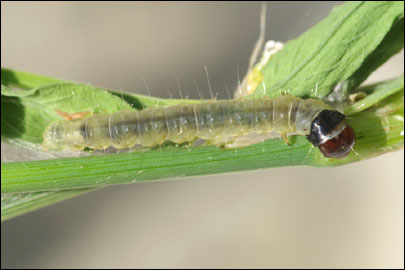 Archips podana (Scopoli, 1763) - ���������� ��������