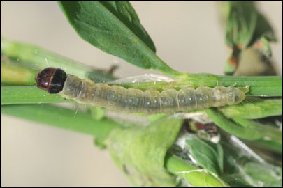 Archips podana (Scopoli, 1763) - ���������� ��������