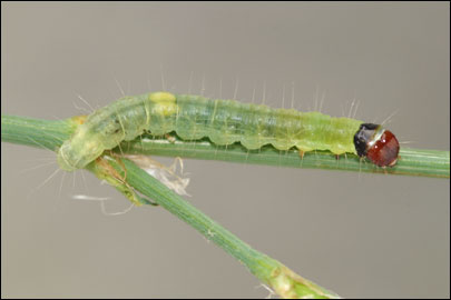 Archips podana (Scopoli, 1763) - ���������� ��������