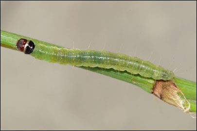 Archips podana (Scopoli, 1763) - ���������� ��������