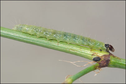 Archips podana (Scopoli, 1763) - ���������� ��������