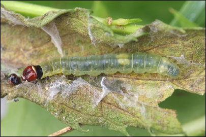 Archips podana (Scopoli, 1763) - ���������� ��������