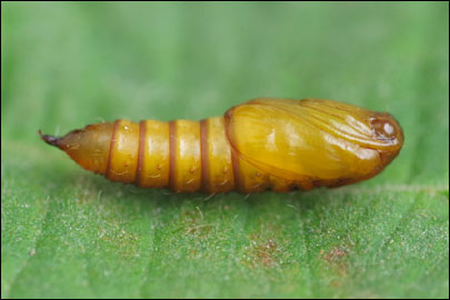 Archips podana (Scopoli, 1763) - ���������� ��������