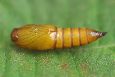 Archips podana (Scopoli, 1763) - ���������� ��������