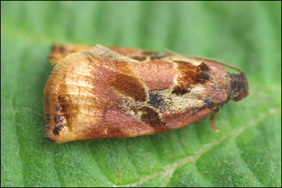 Archips podana (Scopoli, 1763) - ���������� ��������