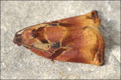 Archips podana (Scopoli, 1763) - ���������� ��������