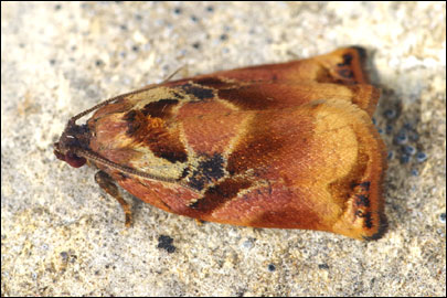 Archips podana (Scopoli, 1763) - ���������� ��������