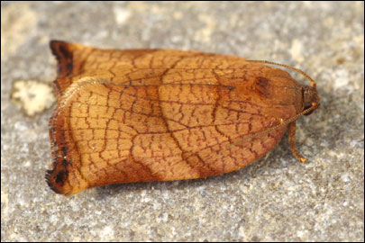 Archips podana (Scopoli, 1763) - ���������� ��������