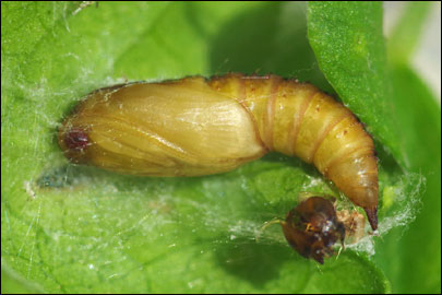 Archips rosana (Linnaeus, 1758) - ���������� ��������