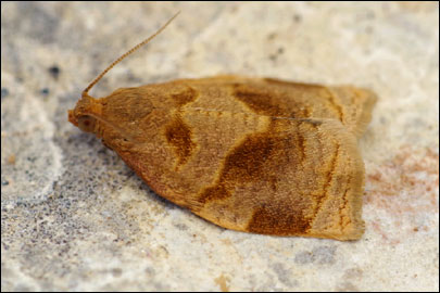 Archips rosana (Linnaeus, 1758) - ���������� ��������