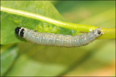 Archips xylosteana (Linnaeus, 1758) - ���������� ���������������
