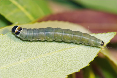 Archips xylosteana (Linnaeus, 1758) - ���������� ���������������