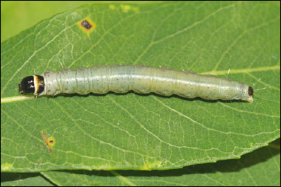 Archips xylosteana (Linnaeus, 1758) - ���������� ���������������