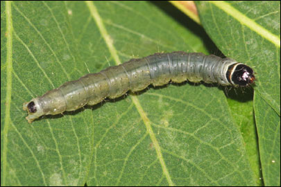 Archips xylosteana (Linnaeus, 1758) - ���������� ���������������