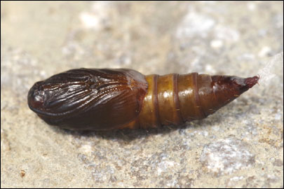 Archips xylosteana (Linnaeus, 1758) - ���������� ���������������