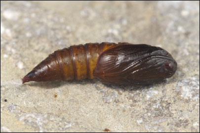 Archips xylosteana (Linnaeus, 1758) - ���������� ���������������