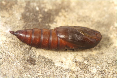 Archips xylosteana (Linnaeus, 1758) - ���������� ���������������