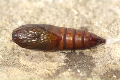 Archips xylosteana (Linnaeus, 1758) - ���������� ���������������