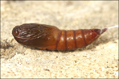 Archips xylosteana (Linnaeus, 1758) - ���������� ���������������