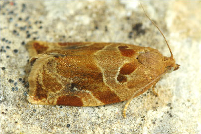 Archips xylosteana (Linnaeus, 1758) - ���������� ���������������