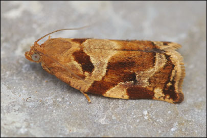 Archips xylosteana (Linnaeus, 1758) - ���������� ���������������