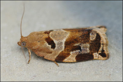 Archips xylosteana (Linnaeus, 1758) - ���������� ���������������