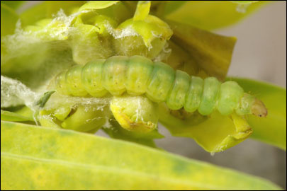 Clepsis pallidana (Fabricius, 1776) -  