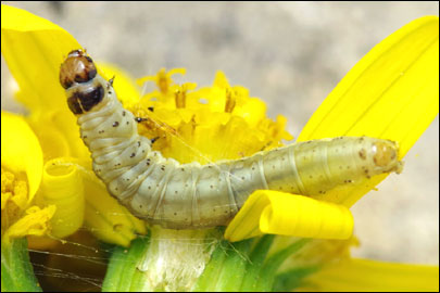 Cnephasia hellenica Obraztsov, 1956 - ���������� ���������