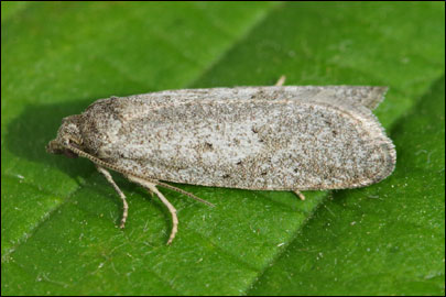 Cnephasia hellenica Obraztsov, 1956 - ���������� ���������